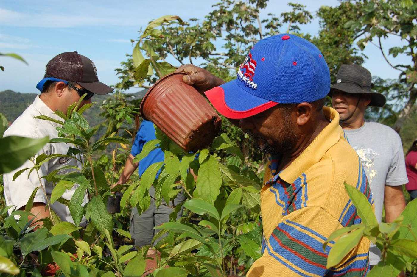 Puerto Rico farmers