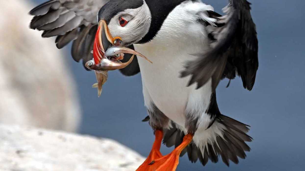 Puffin carrying squid and haddock.