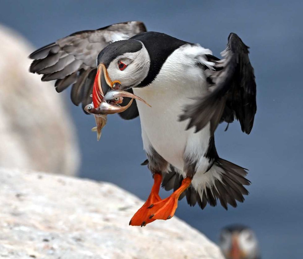 photo of Seabird researchers report good year for razorbills and puffins image