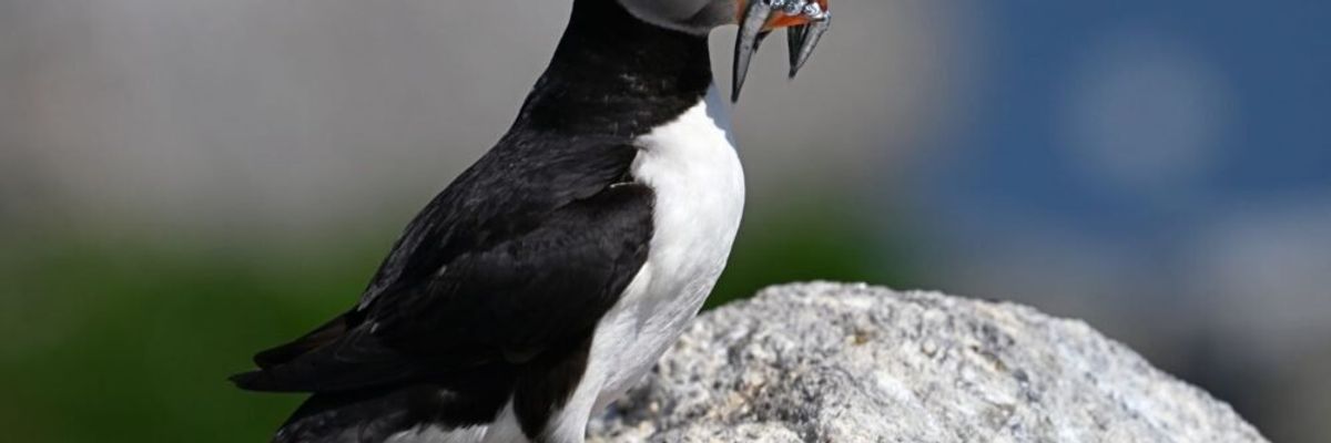 puffin climate change