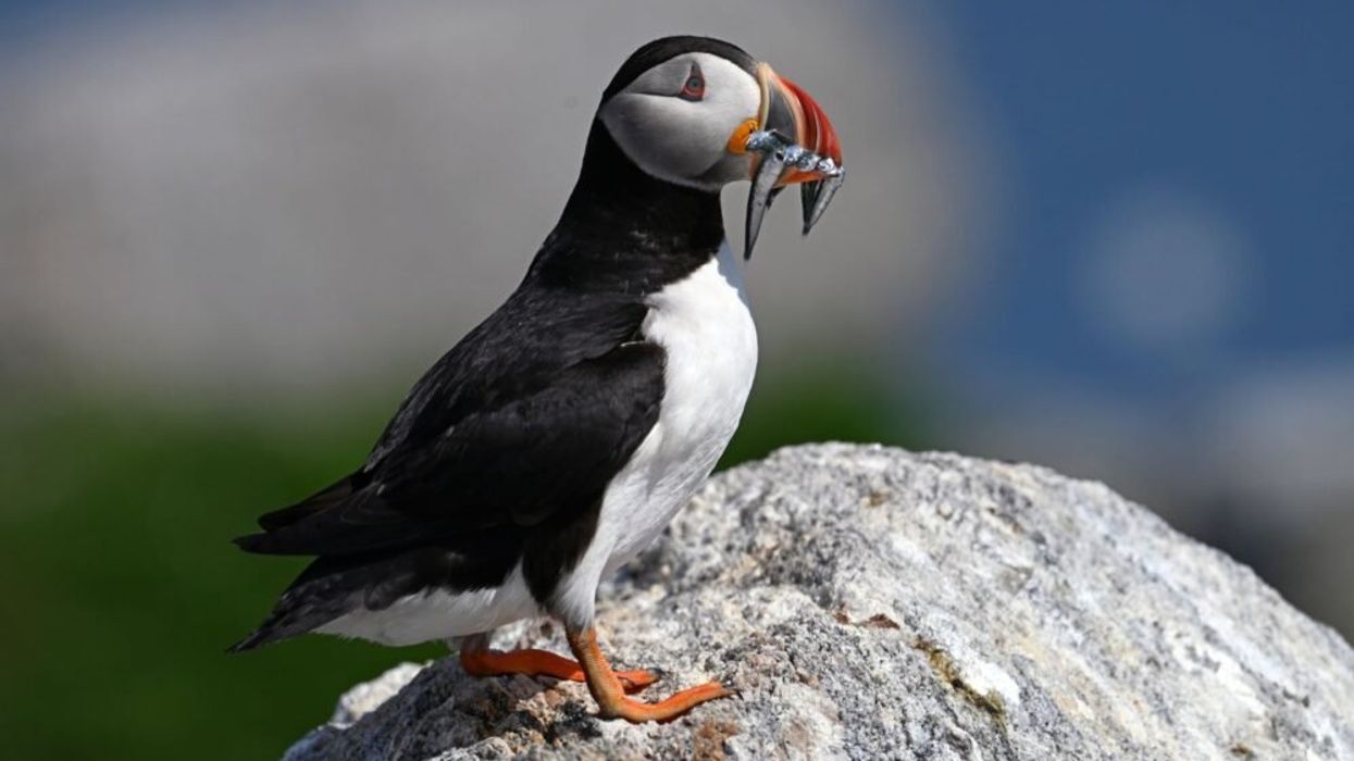 puffin climate change