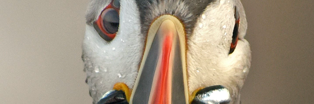 Puffin environmental justice