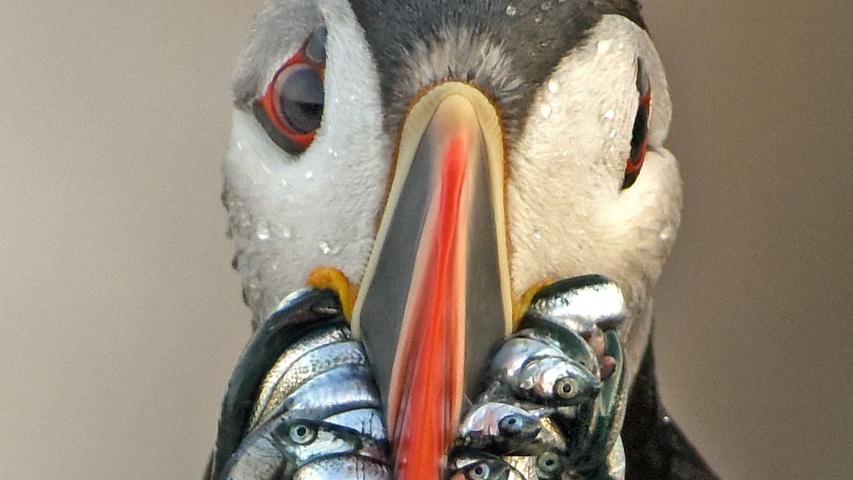 Puffin environmental justice