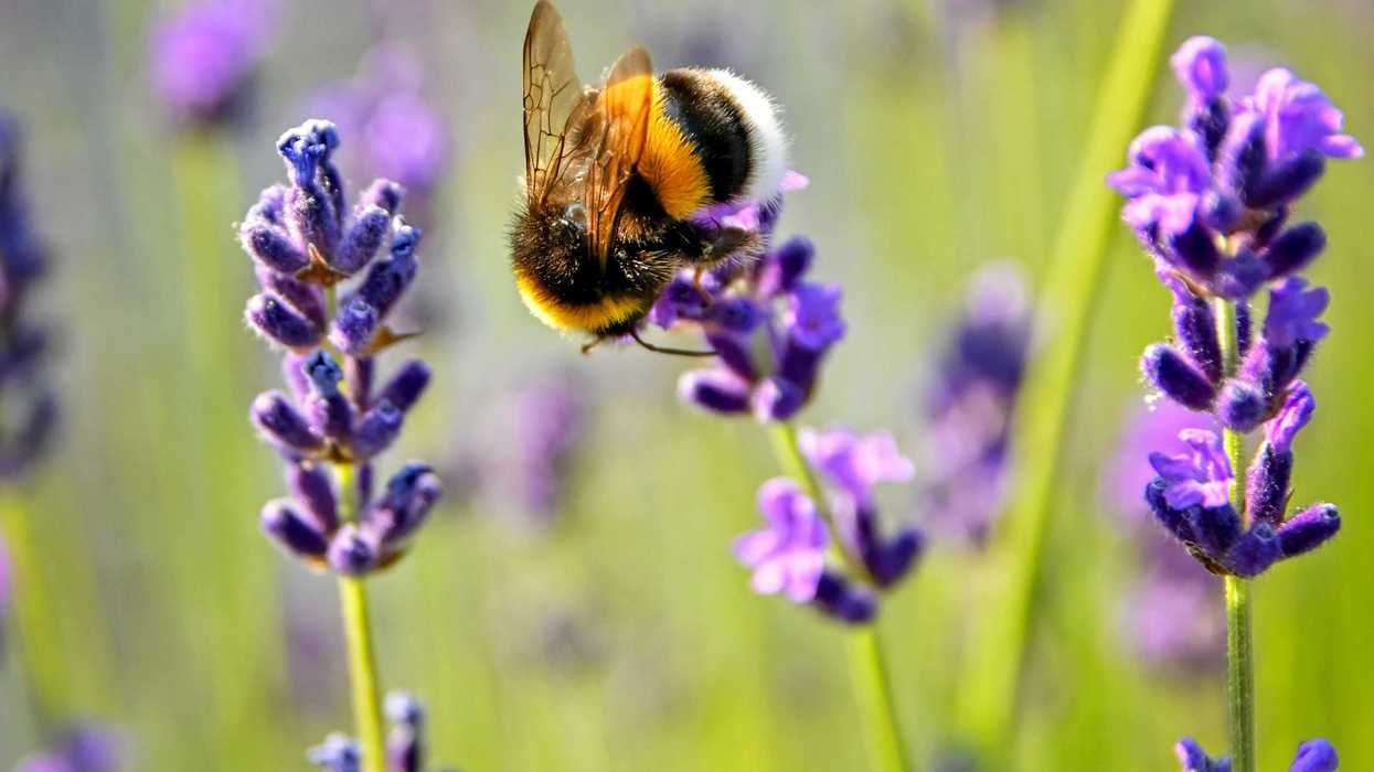 purple lavender flower with bee on top.