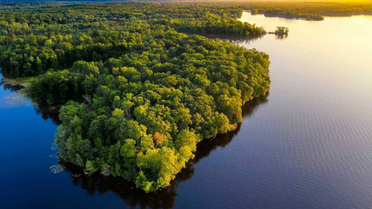 Rainforest along a wide river.