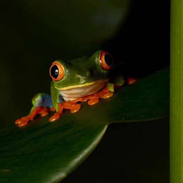 rainforest frog on rainforest plant