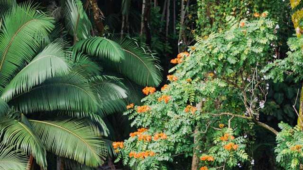Rainforest with green fronds and orange flowers