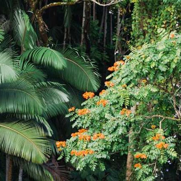 Rainforest with green fronds and orange flowers