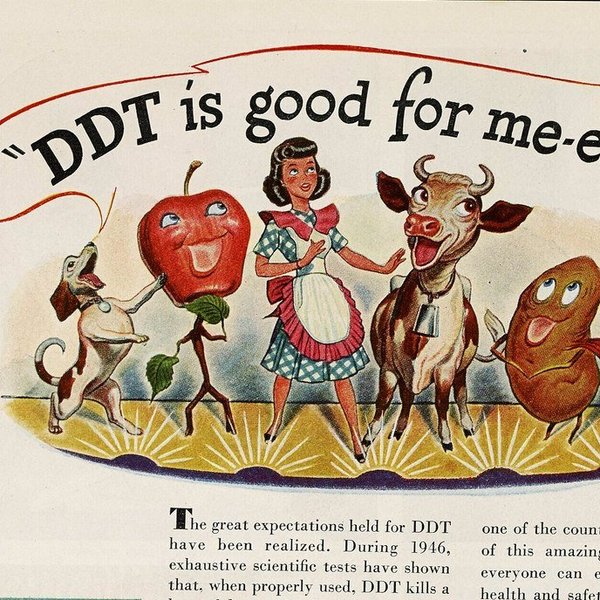 Raptors DDT contamination