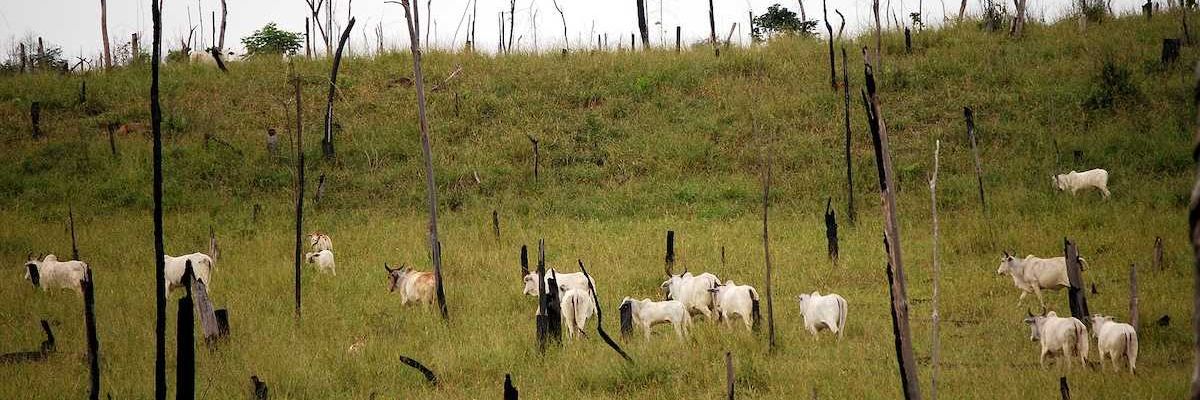 Recently cut and burned rainforest turned into a cattle ranch in the Brazilian Amazon