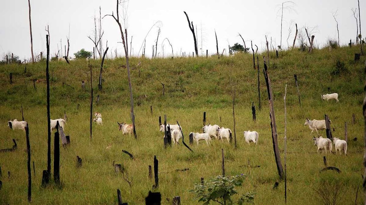 Recently cut and burned rainforest turned into a cattle ranch in the Brazilian Amazon