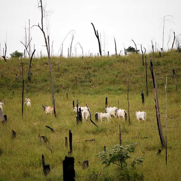Recently cut and burned rainforest turned into a cattle ranch in the Brazilian Amazon