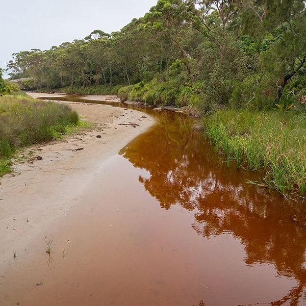 Red creek water lined by grasses and trees.