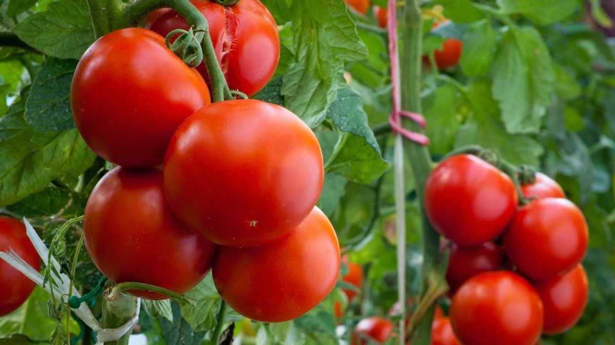 Red ripe tomatoes growing on tomato vines