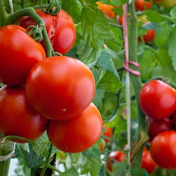 Red ripe tomatoes growing on tomato vines