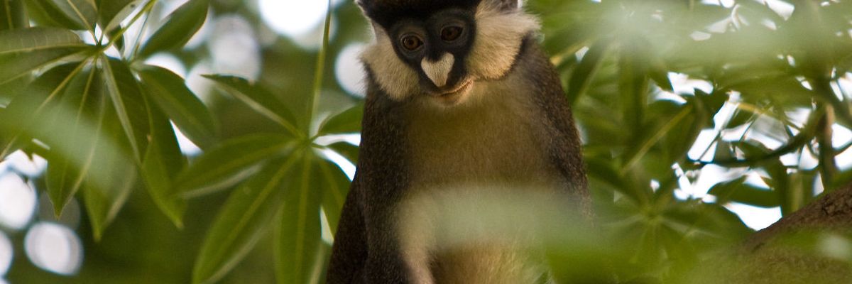red tailed monkey uganda
