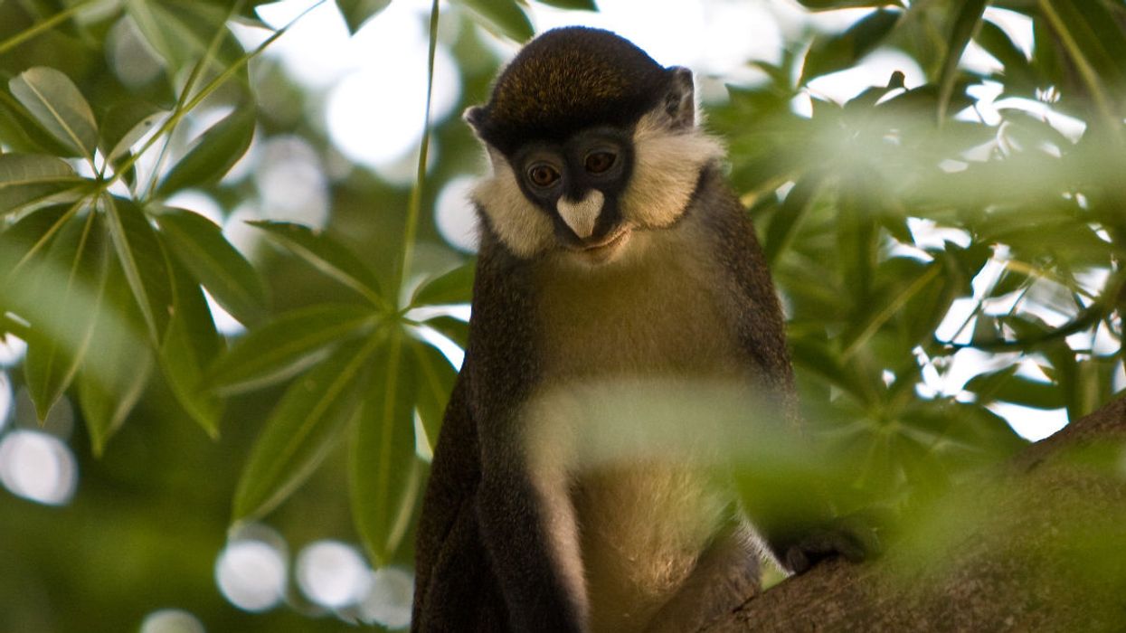 red tailed monkey uganda