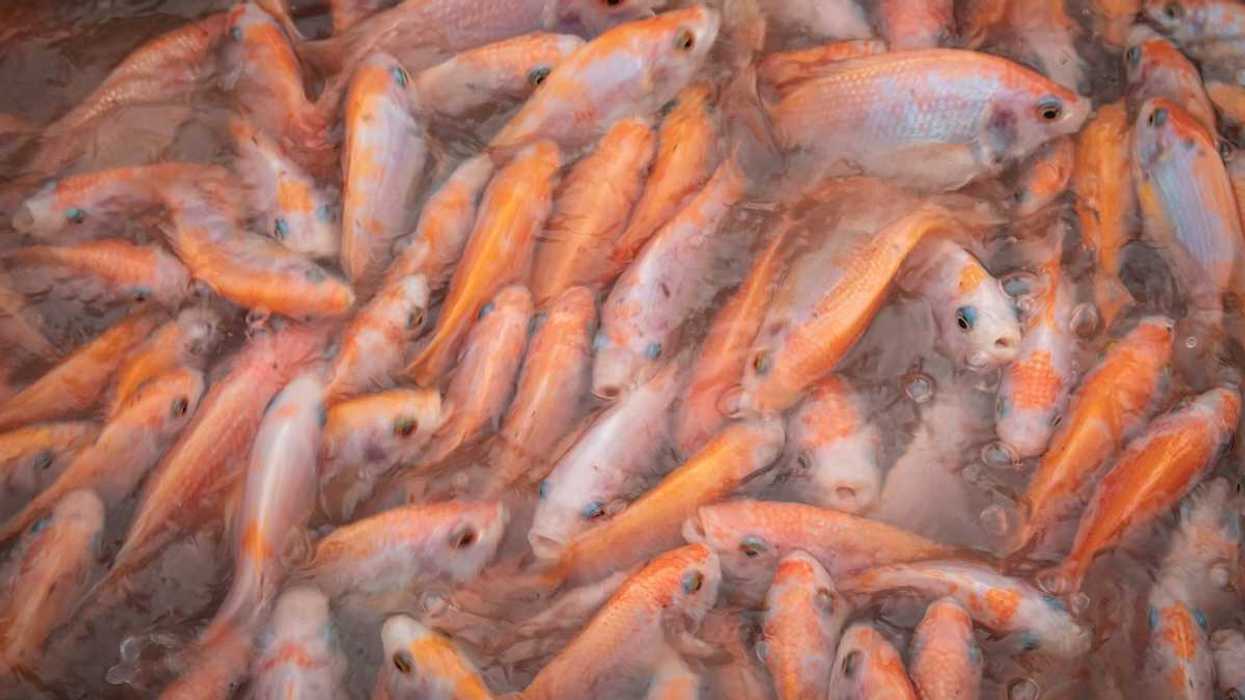 Reddish-orange fish harvested from a Vietnamese fish farm