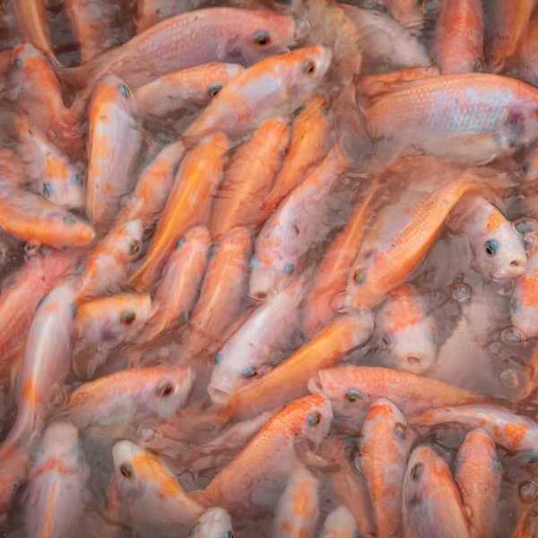 Reddish-orange fish harvested from a Vietnamese fish farm