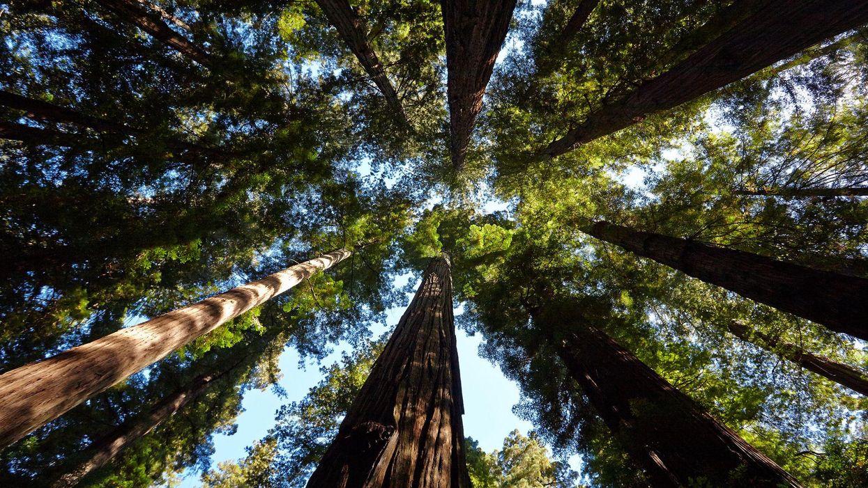 Redwoods forest