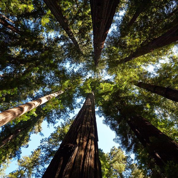 Redwoods forest
