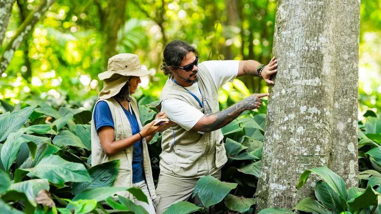 Researchers - one female, one male - studying tree bark in a forest