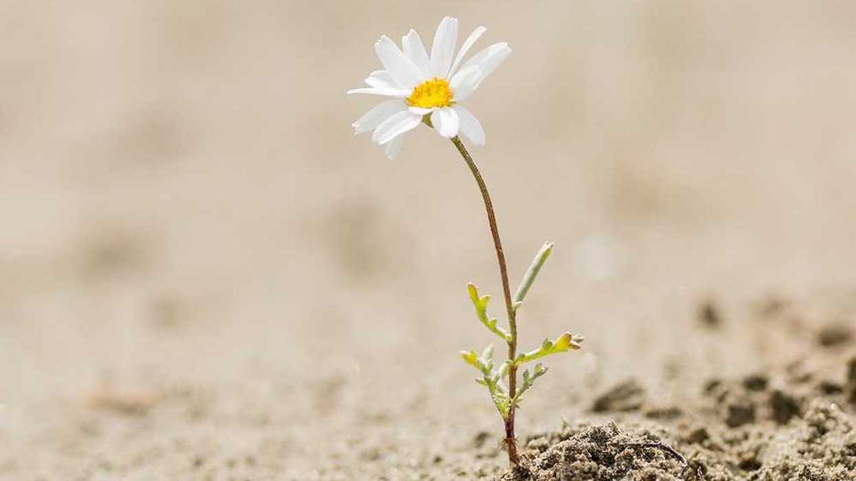 Resilient daisy plant flowering on a sandy desert with no water.