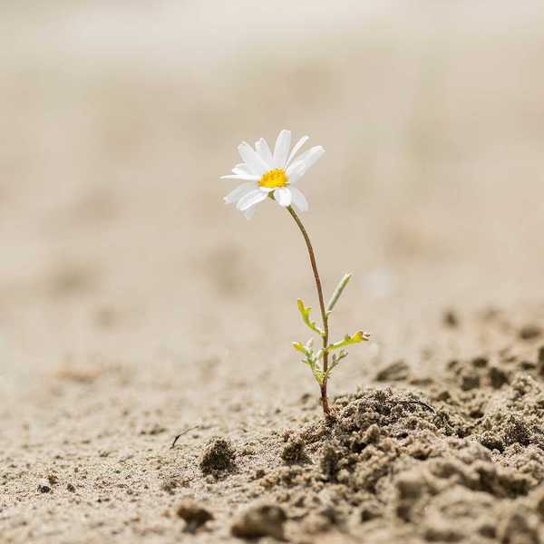 Resilient daisy plant flowering on a sandy desert with no water.