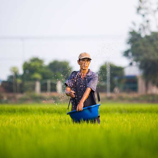 Rising CO2 will leave crops—and millions of humans—less healthy