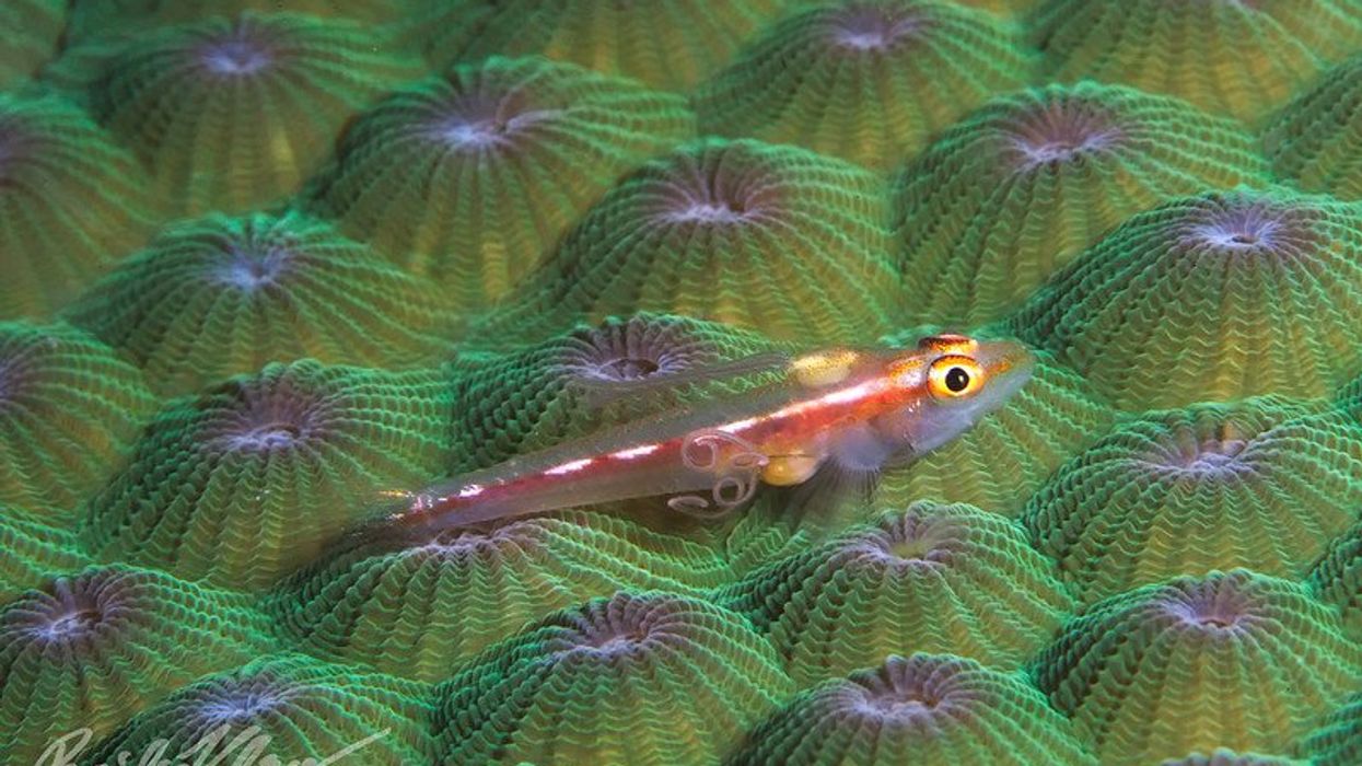Reevaluating the role of parasites in ecosystems EHN