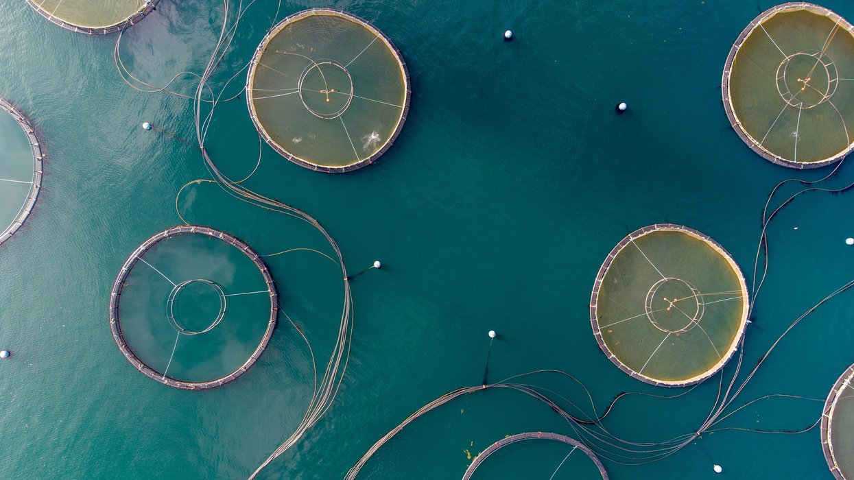 Round fish farms situated in green-blue water