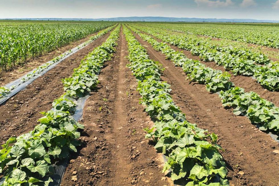 Australian farmers seek solution to mounting plastic waste problem left out of recycling strategy