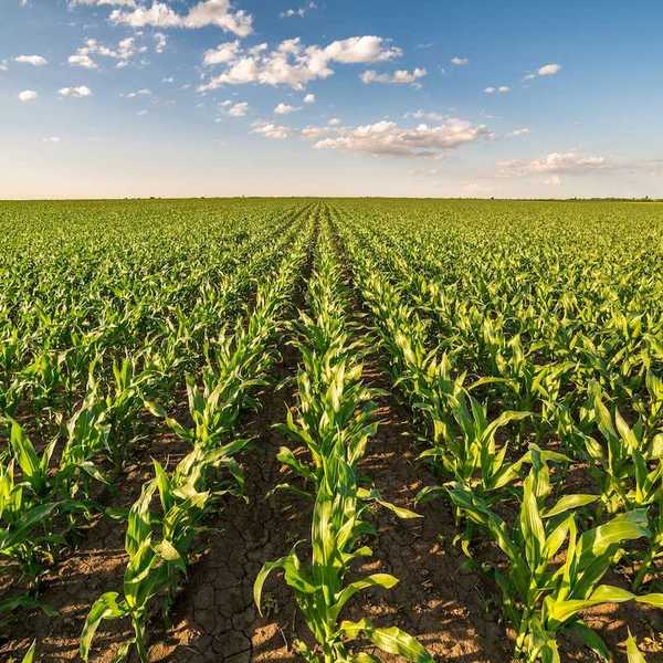 Row upon row of corn stretching to the horizon