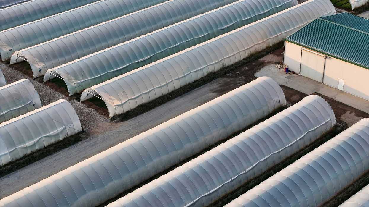 Rows of agricultural greenhouses with a building.