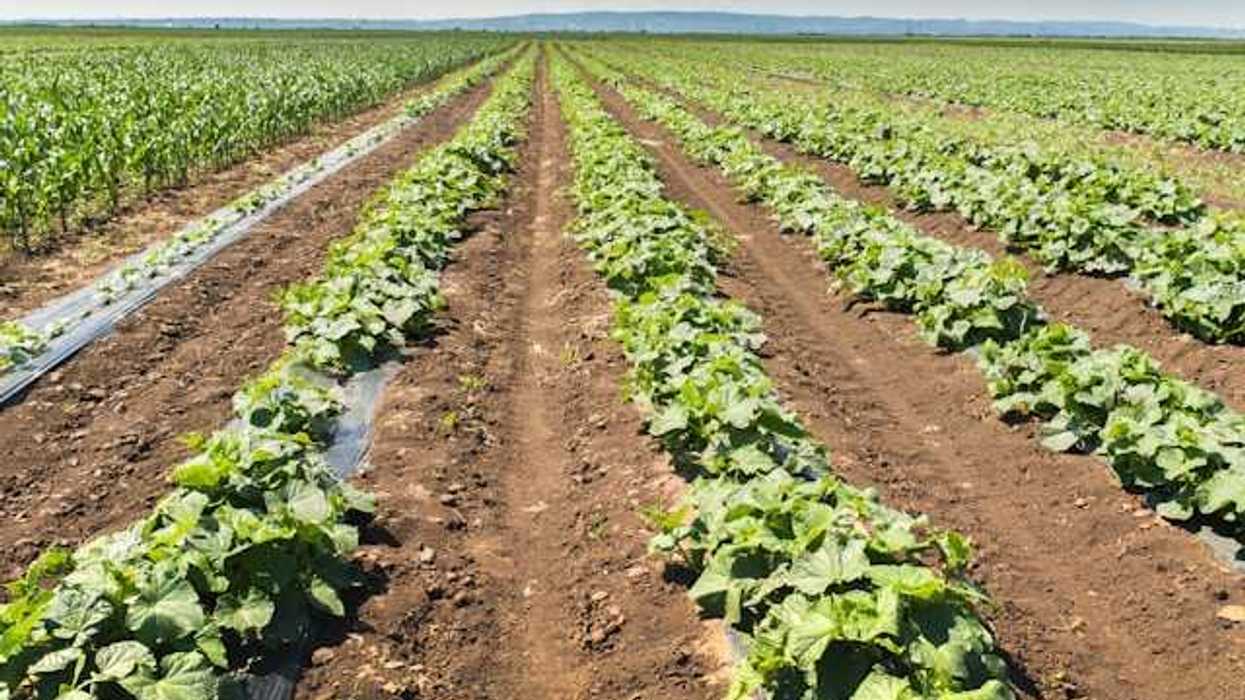 Rows of crops stretching into the distance
