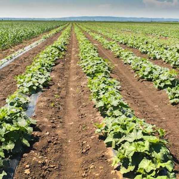 Rows of crops stretching into the distance