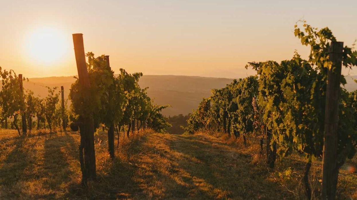 Rows of grapevines in sunny vineyard
