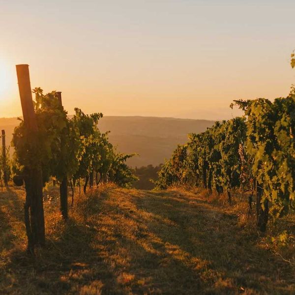 Rows of grapevines in sunny vineyard