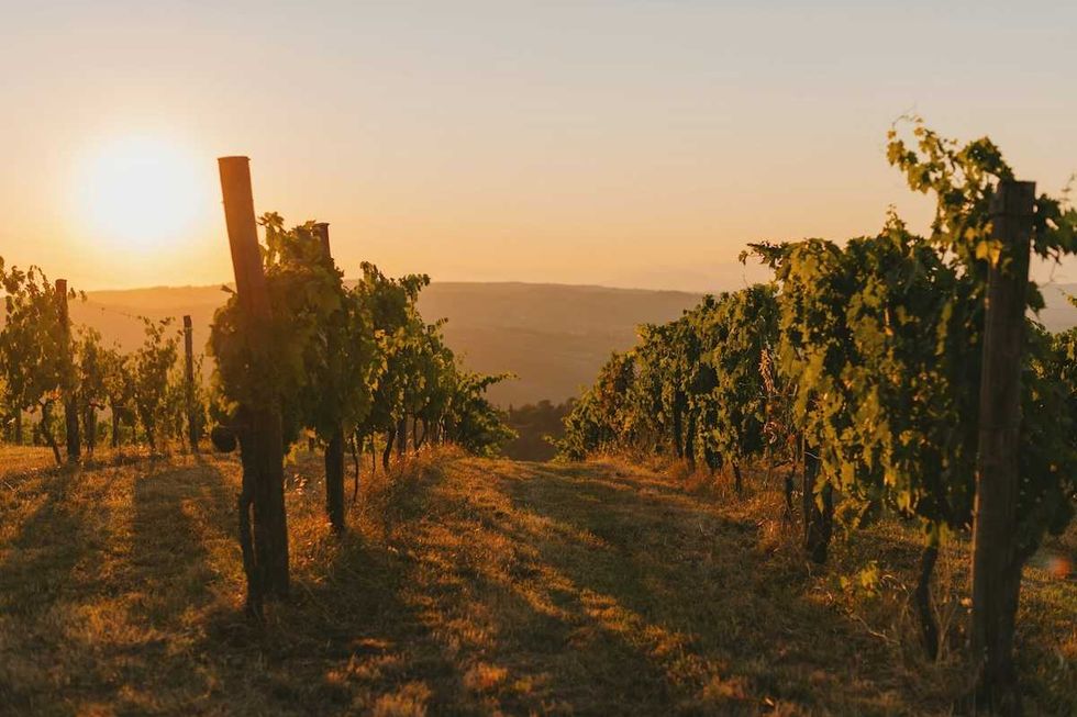 Solar energy protects German vineyards from climate change