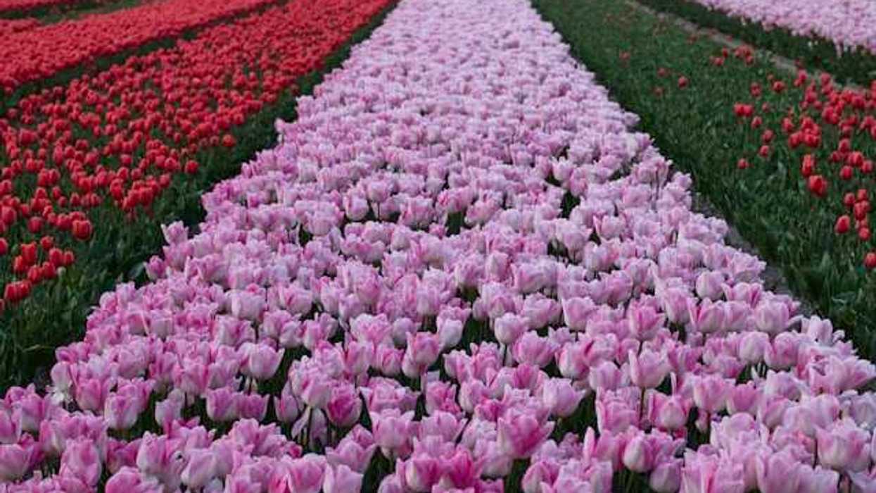 Rows of pink and red tulips in a flower farm