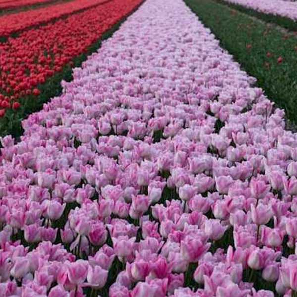 Rows of pink and red tulips in a flower farm