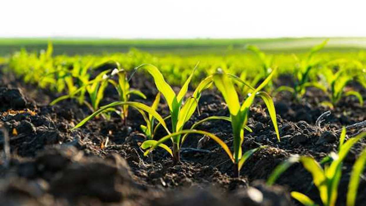 Rows of the beginning of a corn crop in a field