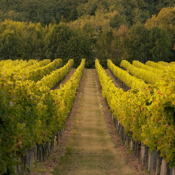 rows of vines in a vineyard with trees in the background