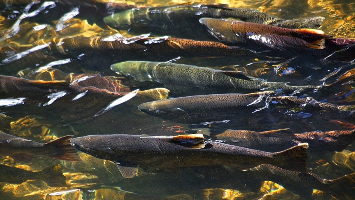 salmon in a river