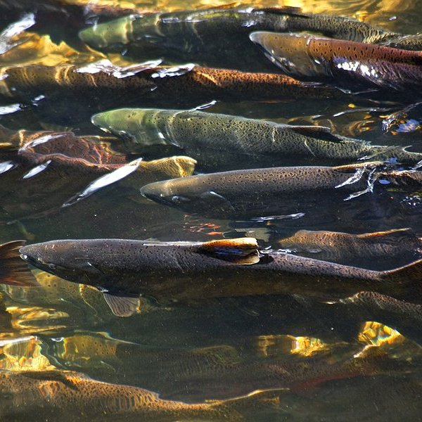 salmon in a river