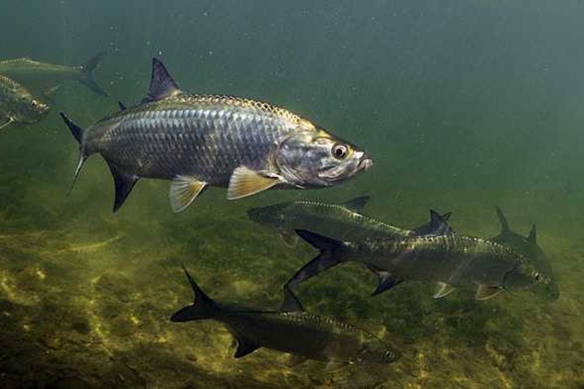 Army Corps of Engineers uses released water from Idaho…