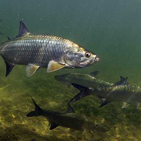 Salmon swimming in a murky river