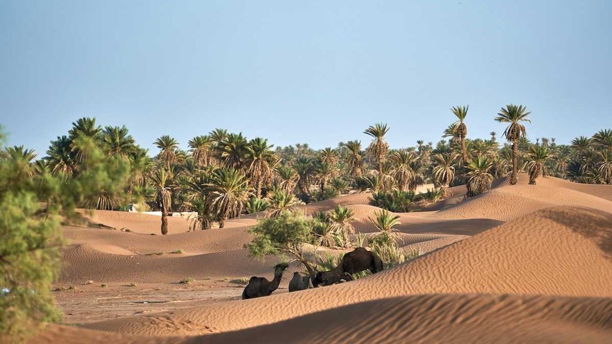 Sand dunes encroaching on desert oasis where camels browse