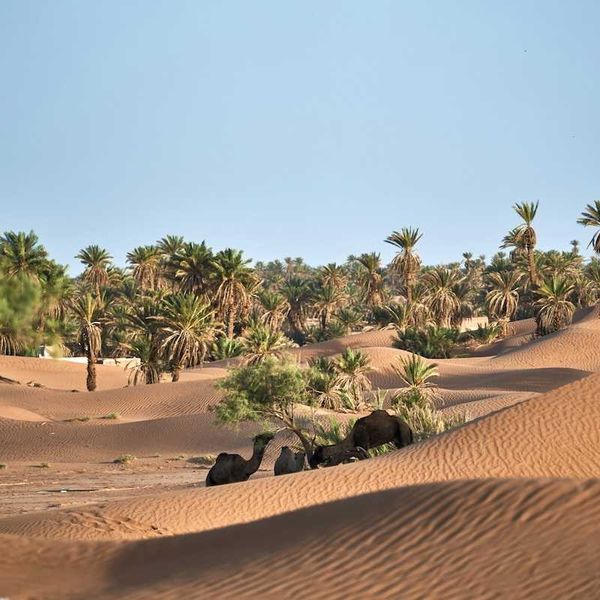 Sand dunes encroaching on desert oasis where camels browse