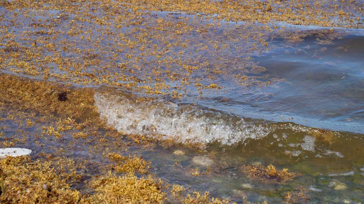 Sargasso seaweed clumps in the sea.